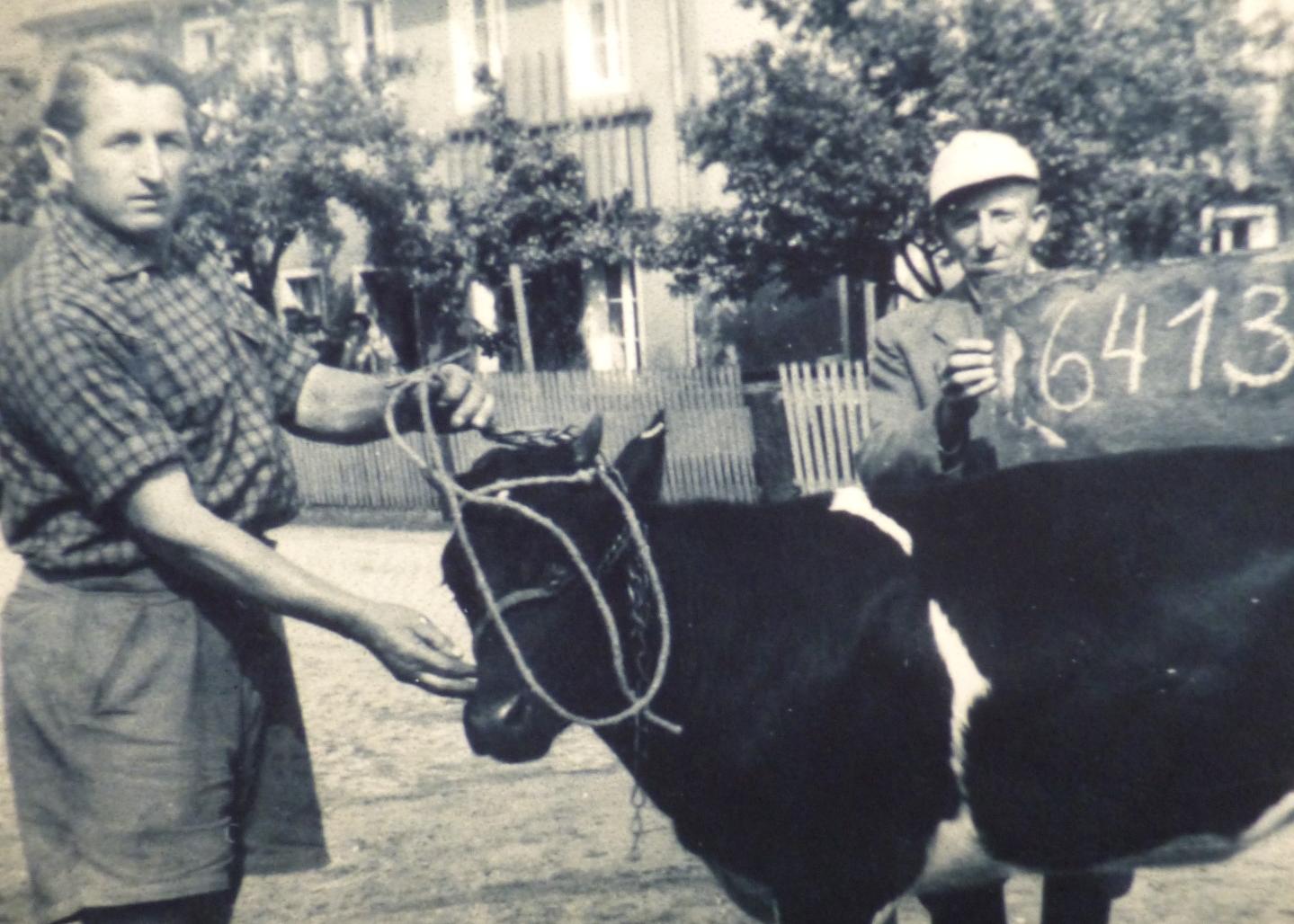 Historisches Foto, 2 Männer und eine Kuh